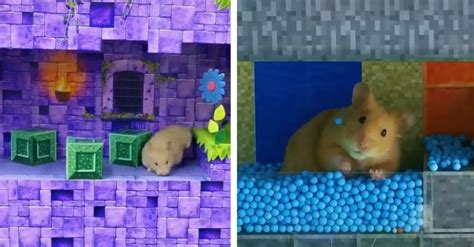 hamster maze videos|15 Hamster Obstacle Courses That Are Absolutely A.